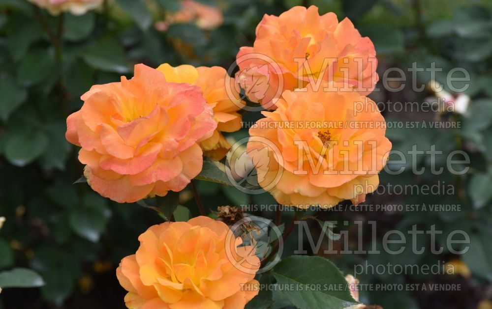 Rosa Good as Gold (Hybrid Tea Rose) 2