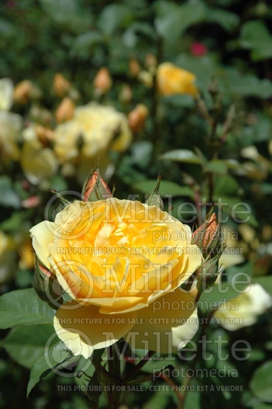 Rosa Graham Thomas (Shrub Rose) 4  