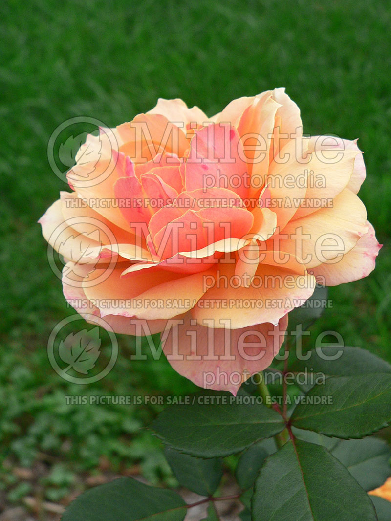 Rosa About Face or WEKosupalz (grandiflora Rose) 2 