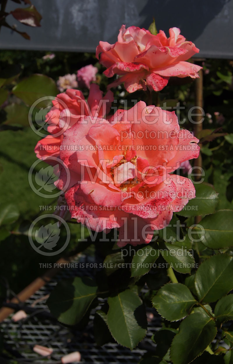 Rosa Waiheke or Waikiki (climbing rose) 2 