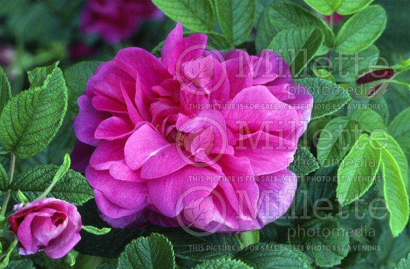 Rosa Hansa (Shrub Rose) 1 