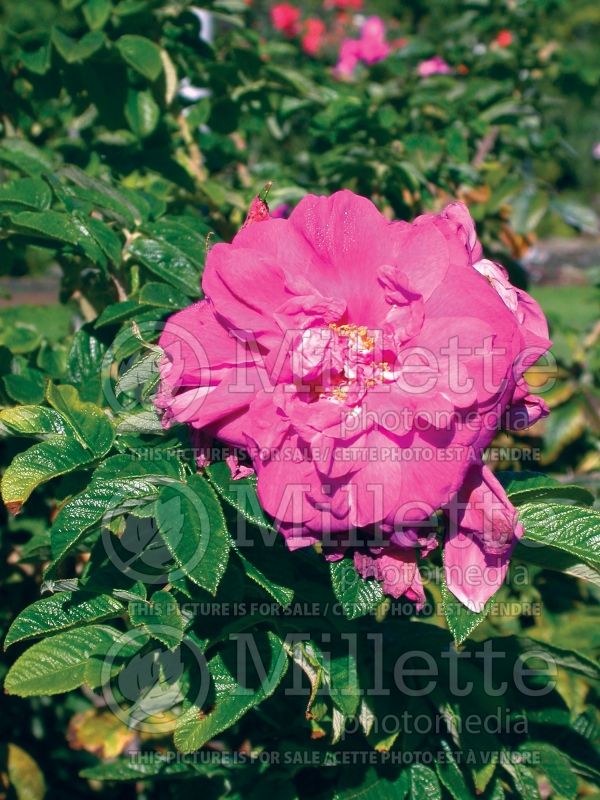 Rosa Hansa (Shrub Rose) 5 