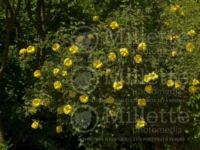 Rosa Harison's Yellow (Shrub Rose) 1 