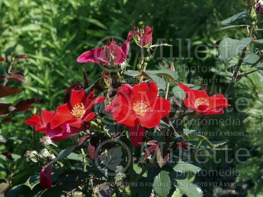 Rosa Home Run (Shrub Rose) 7 