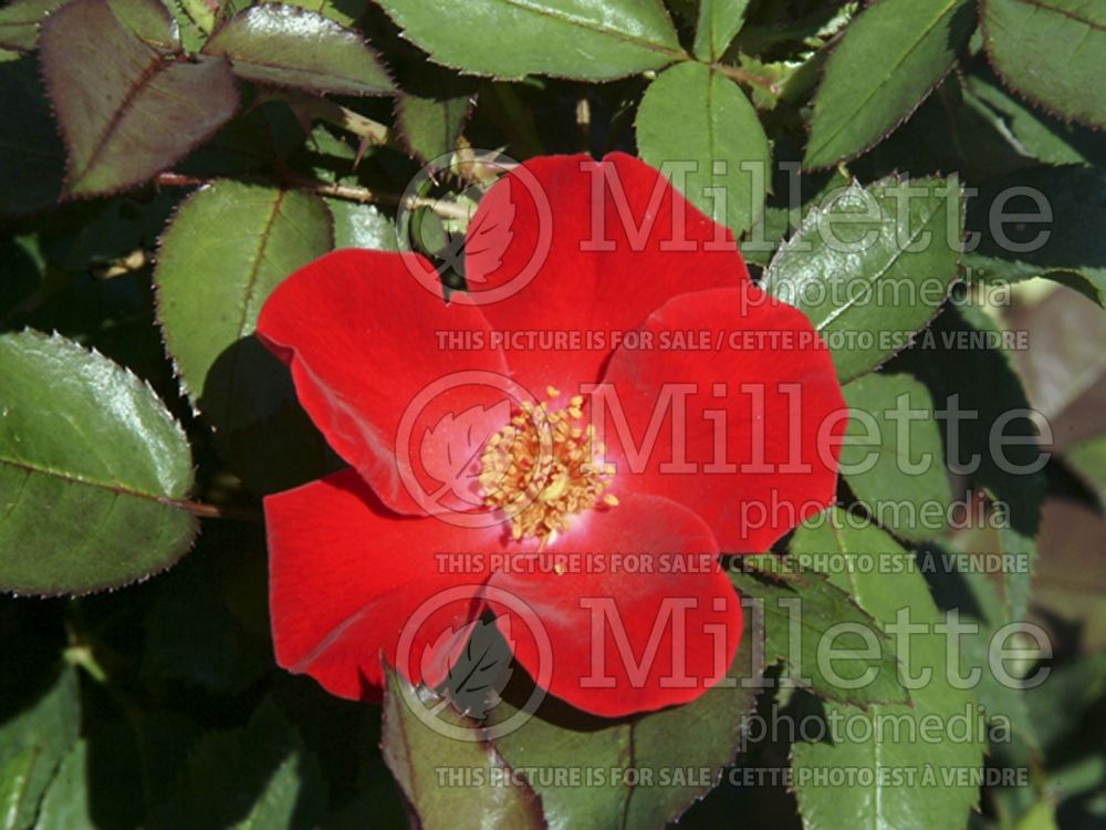 Rosa Home Run (Shrub Rose) 8 