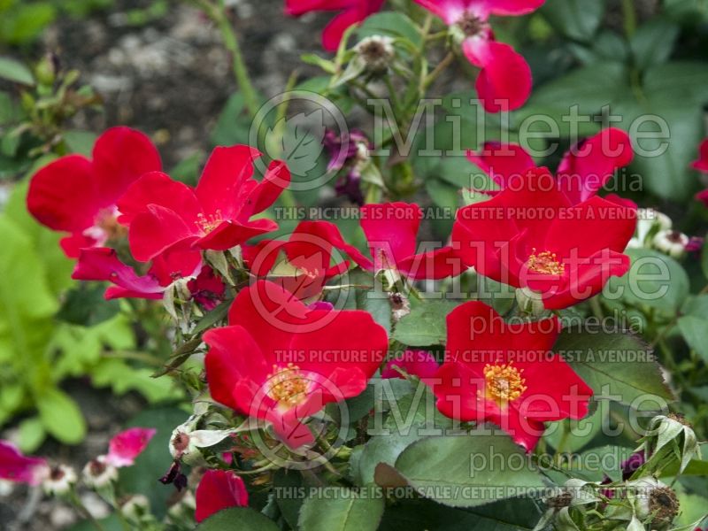 Rosa Home Run (Shrub Rose) 3 