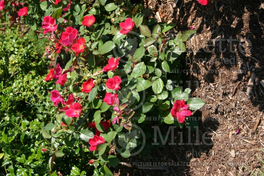 Rosa Home Run (Shrub Rose) 1