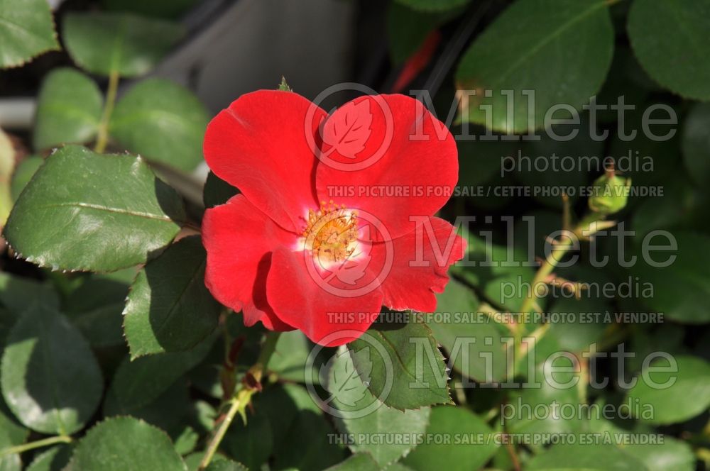 Rosa Home Run (Shrub Rose) 5 