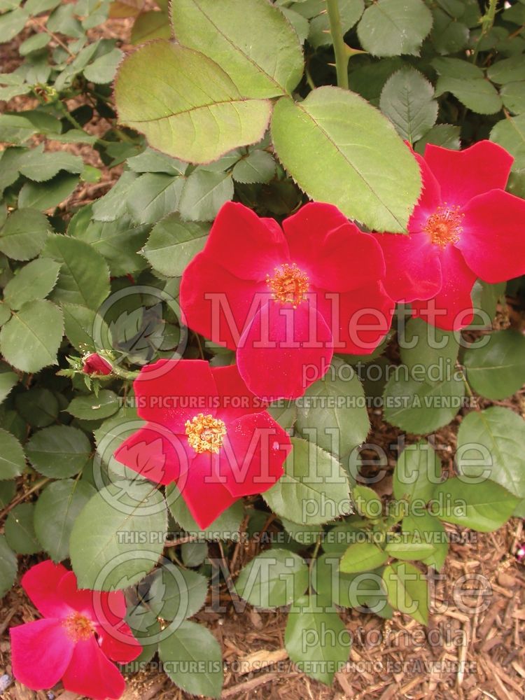 Rosa Home Run (Shrub Rose) 11 