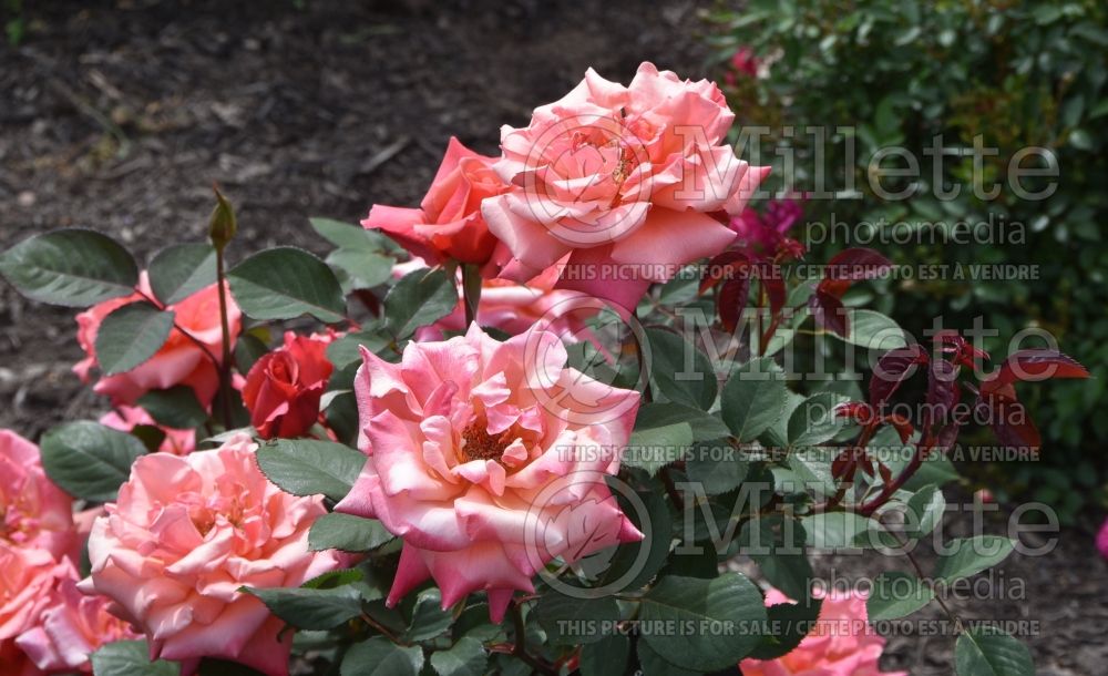 Rosa Honeysweet (shrub rose) 1 