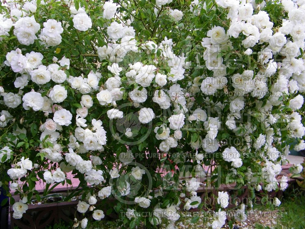 Rosa Iceberg (floribunda Rose)  9