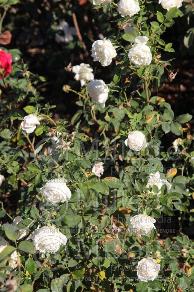 Rosa Icecap (Shrub Rose) 1