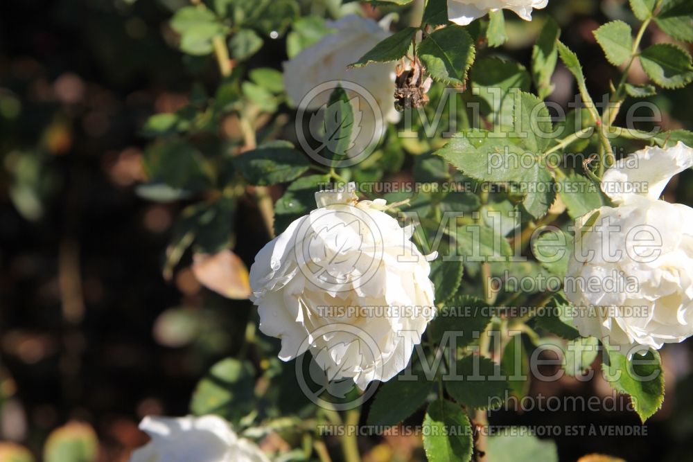 Rosa Icecap (Shrub Rose) 2