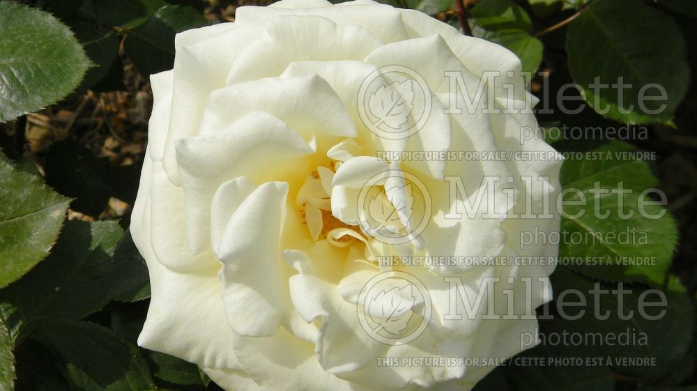 Rosa Ice Cream (climbing rose) 2 