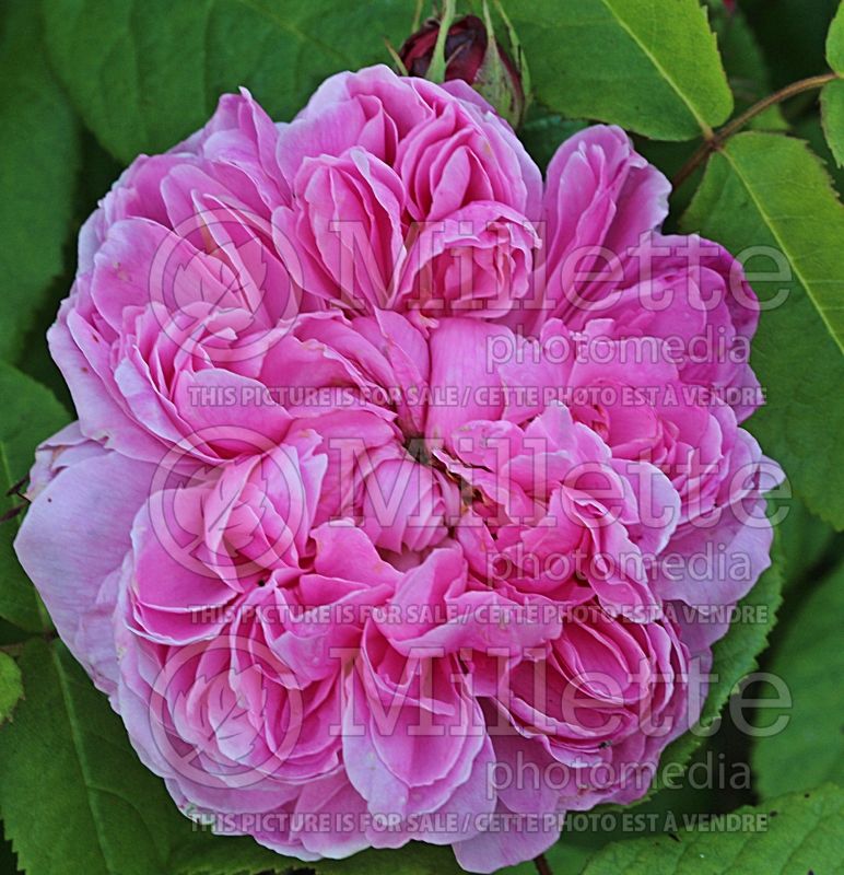 Rosa Jacques Cartier (Shrub Rose) 1  