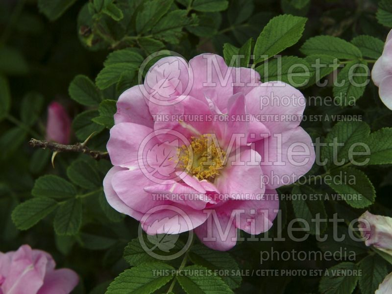 Rosa Jens Munk (Shrub Rose) 1