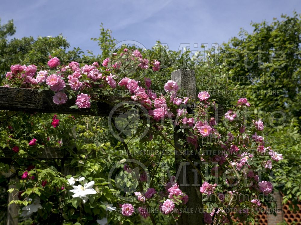 Rosa John Davis (Climbing Rose)  6 