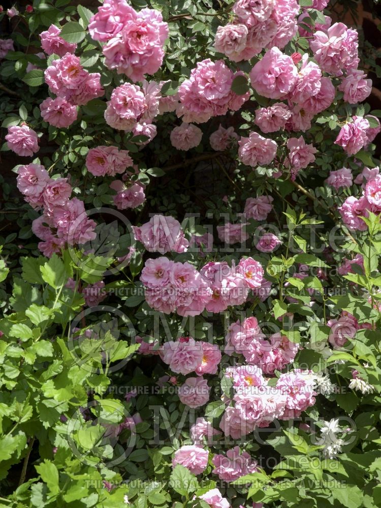 Rosa John Davis (Climbing Rose)  7 