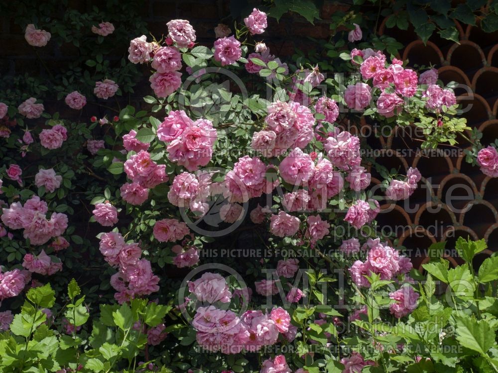 Rosa John Davis (Climbing Rose)  8 