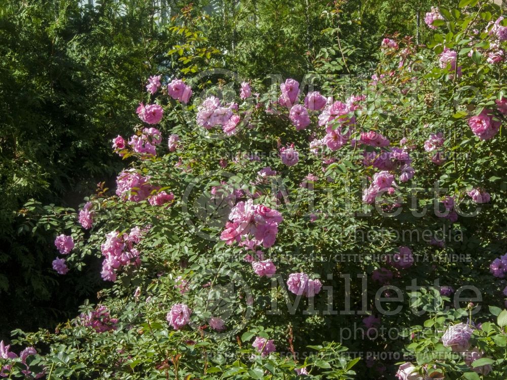 Rosa John Davis (Climbing Rose)  9 