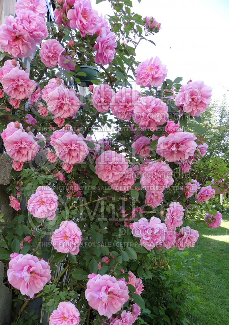 Rosa John Davis (Climbing Rose)  3 