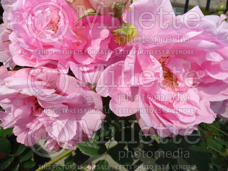 Rosa John Davis (Climbing Rose)  4 