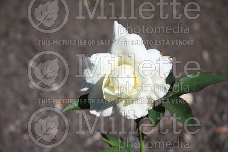 Rosa John F. Kennedy (Hybrid Tea  Rose) 1