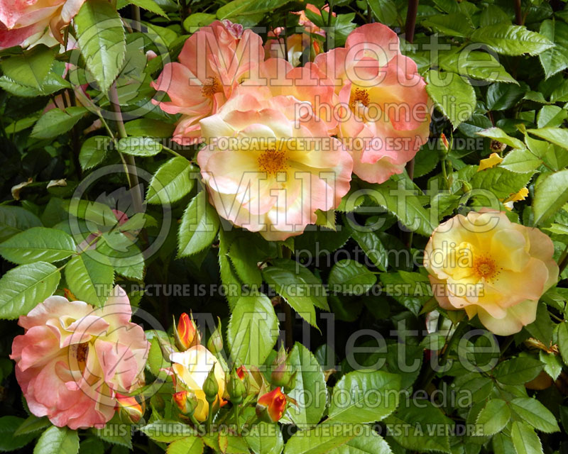 Rosa Joseph's Coat (Climbing Rose)  1 