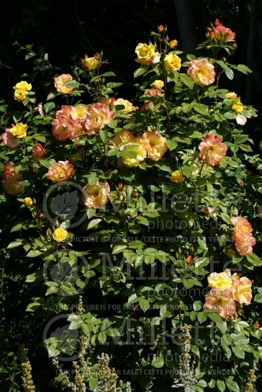 Rosa Joseph's Coat (Climbing Rose)  2 