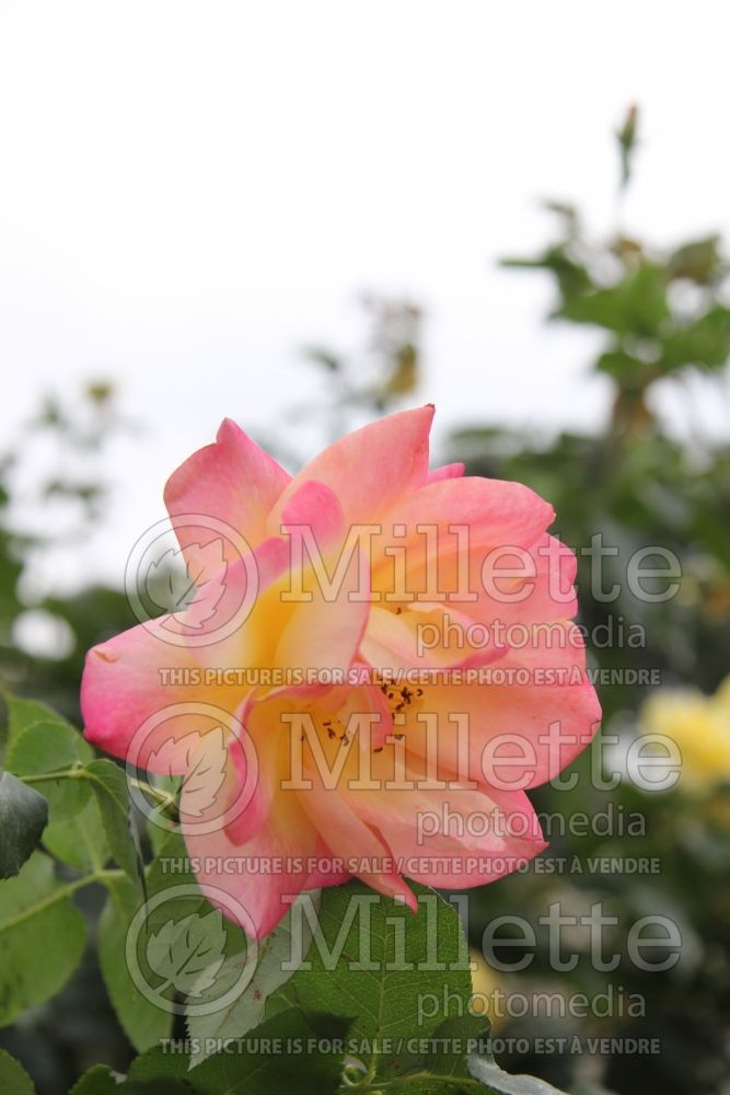 Rosa Joseph's Coat (Floribunda Rose)  5 