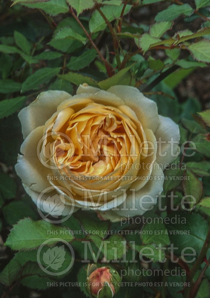 Rosa Jude the Obscure (Shrub Rose) 1 