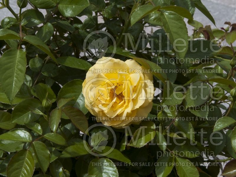 Rosa Julia Child (floribunda Rose) 2