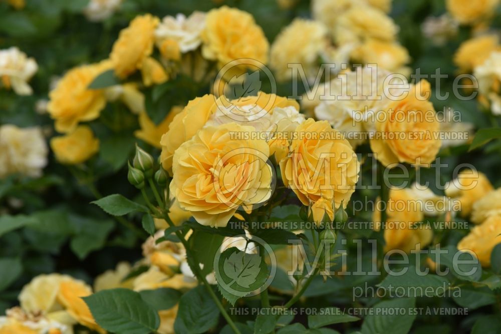 Rosa Julia Child (floribunda Rose) 5