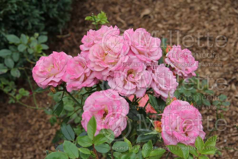 Rosa Kaleidoscope (Floribunda Rose) 5 