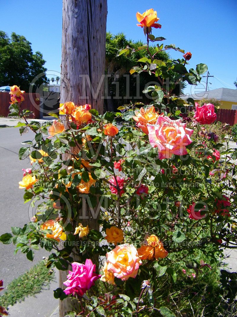 Rosa Kaleidoscope (Shrub Rose)  2