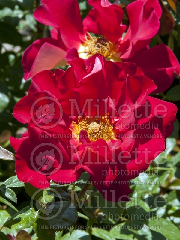 Rosa Ketchup & Mustard (Shrub Rose) 1 