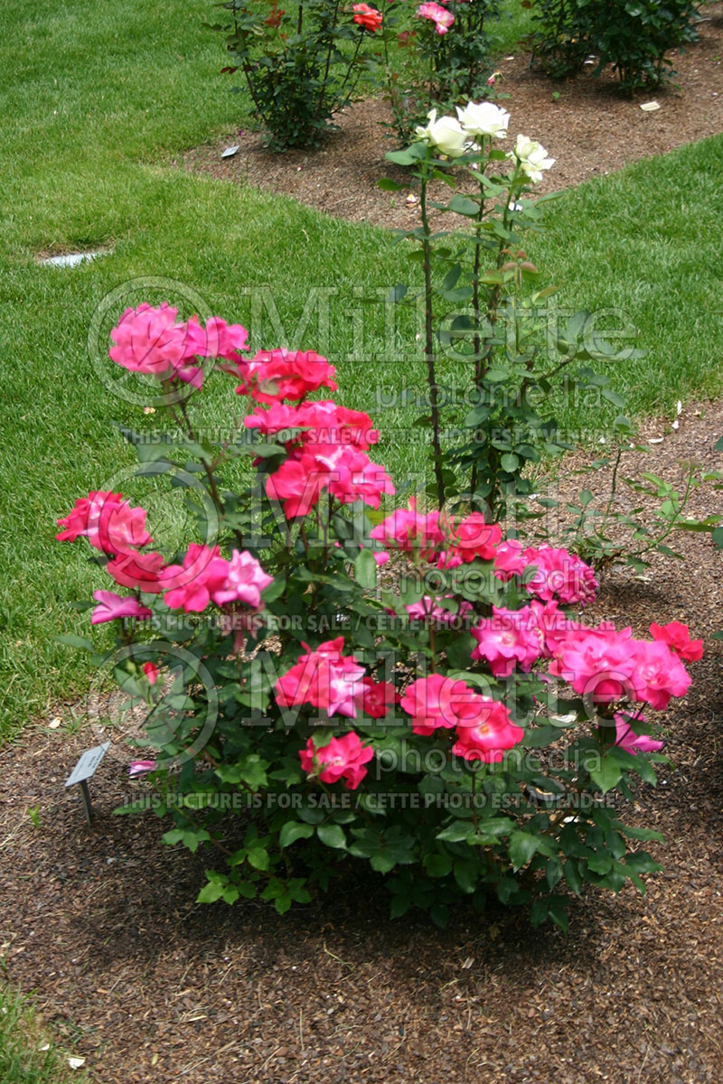 Rosa Knock Out or Radrazz (Shrub) 4