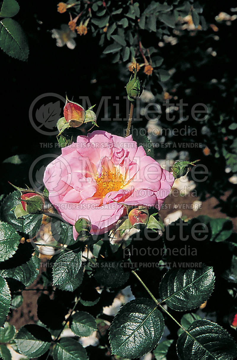 Rosa Marie Victorin (Shrub Rose) 1