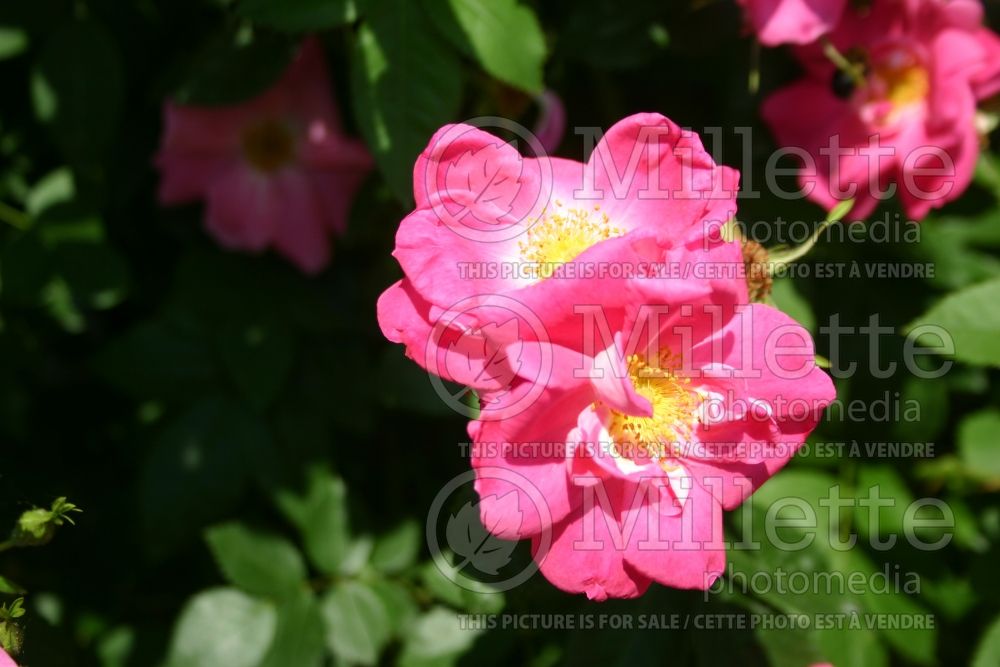 Rosa William Baffin (Shrub Rose) 1