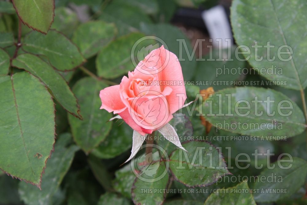 Rosa Lady Diana (BHybrid tea rose) 1