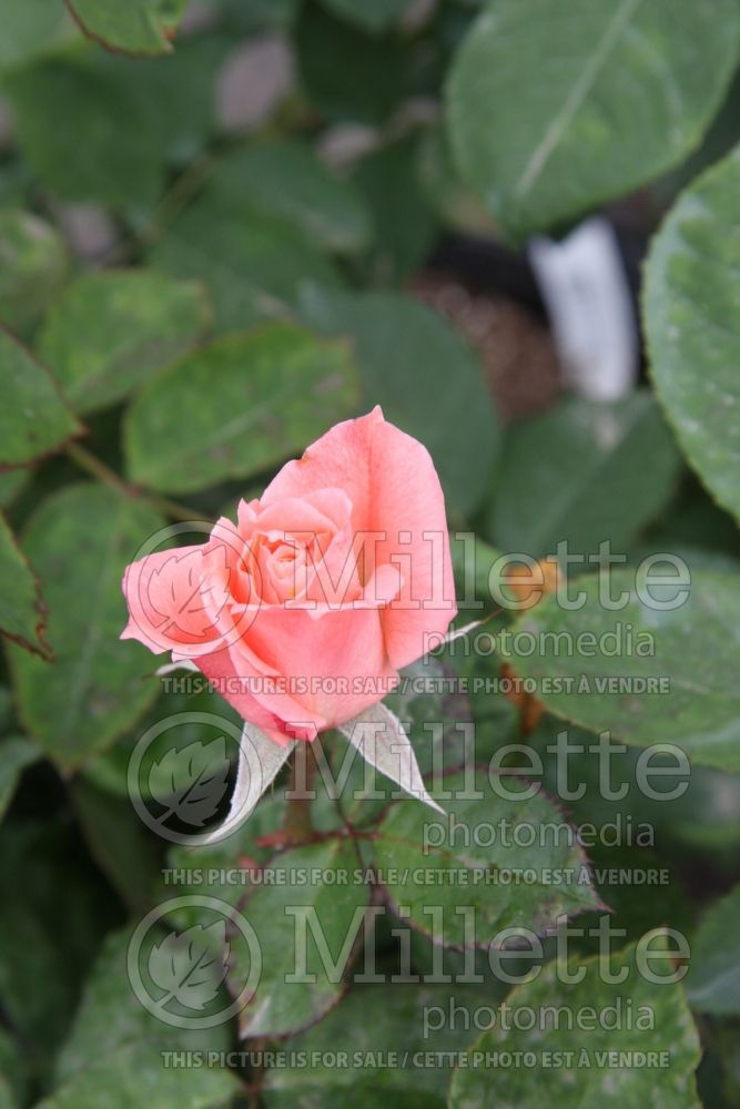 Rosa Lady Diana (BHybrid tea rose) 2