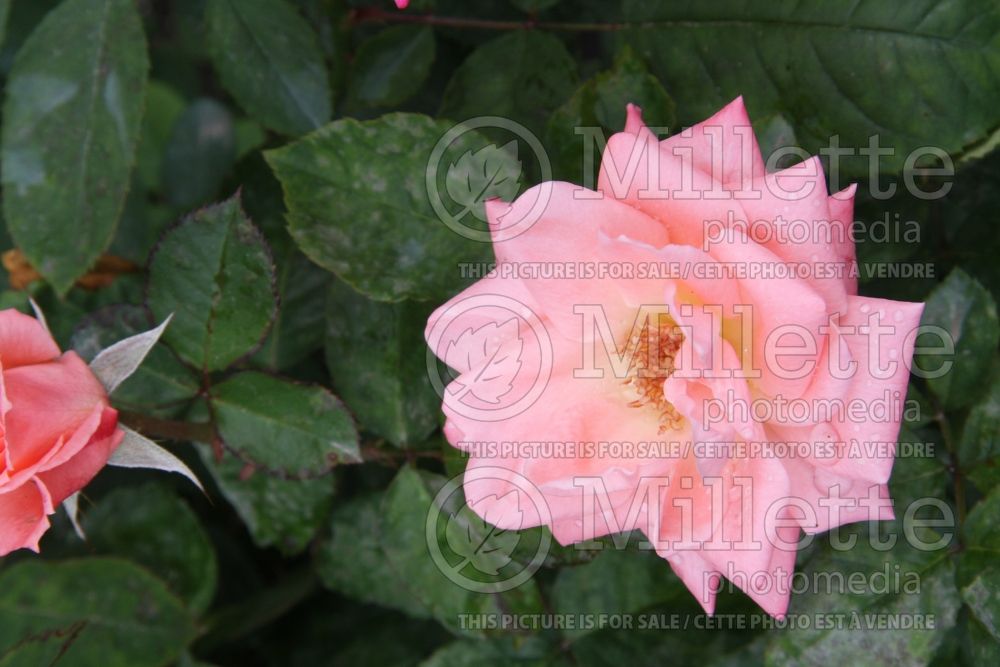 Rosa Lady Diana (BHybrid tea rose) 3