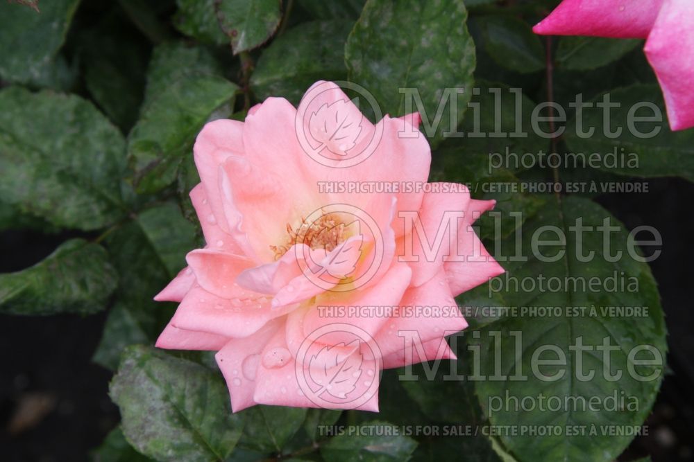 Rosa Lady Diana (BHybrid tea rose) 4