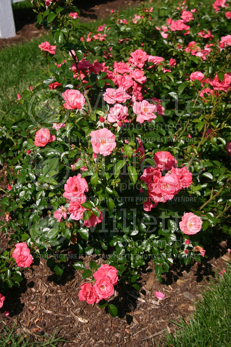 Rosa Lady Elsie May (Shrub Rose) 1