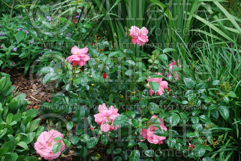 Rosa Lady Elsie May (Shrub Rose) 3