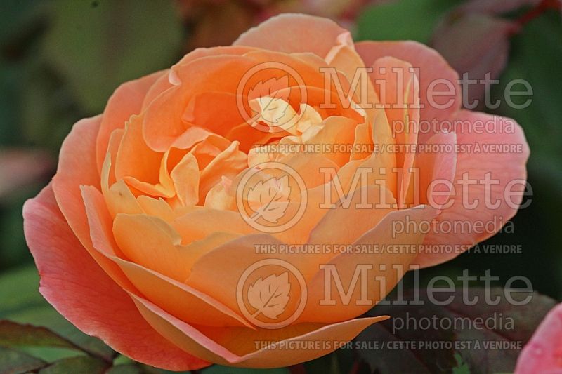 Rosa Lady Emma Hamilton or AUSbrother (English Rose) 2  