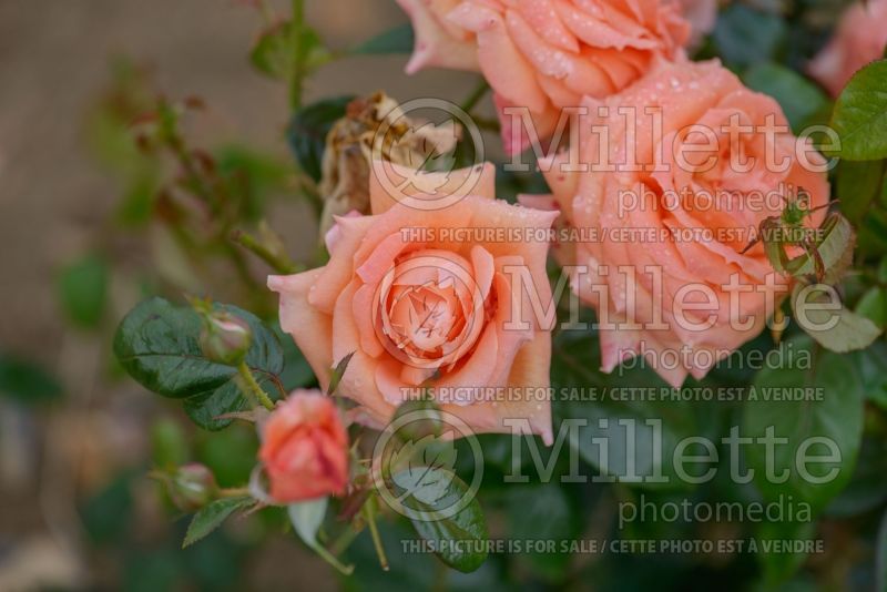 Rosa Lady Marmalade (floribunda rose) 1 