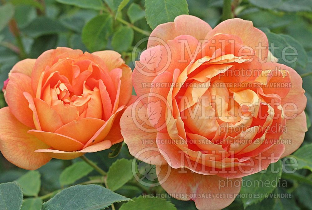 Rosa Lady of Shalott aka Ausnyson (Shrub rose) 1