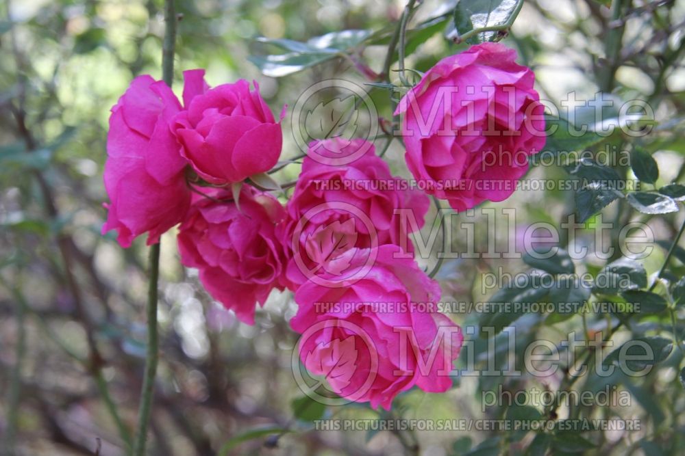 Rosa La Marne (Shrub Rose) 1 