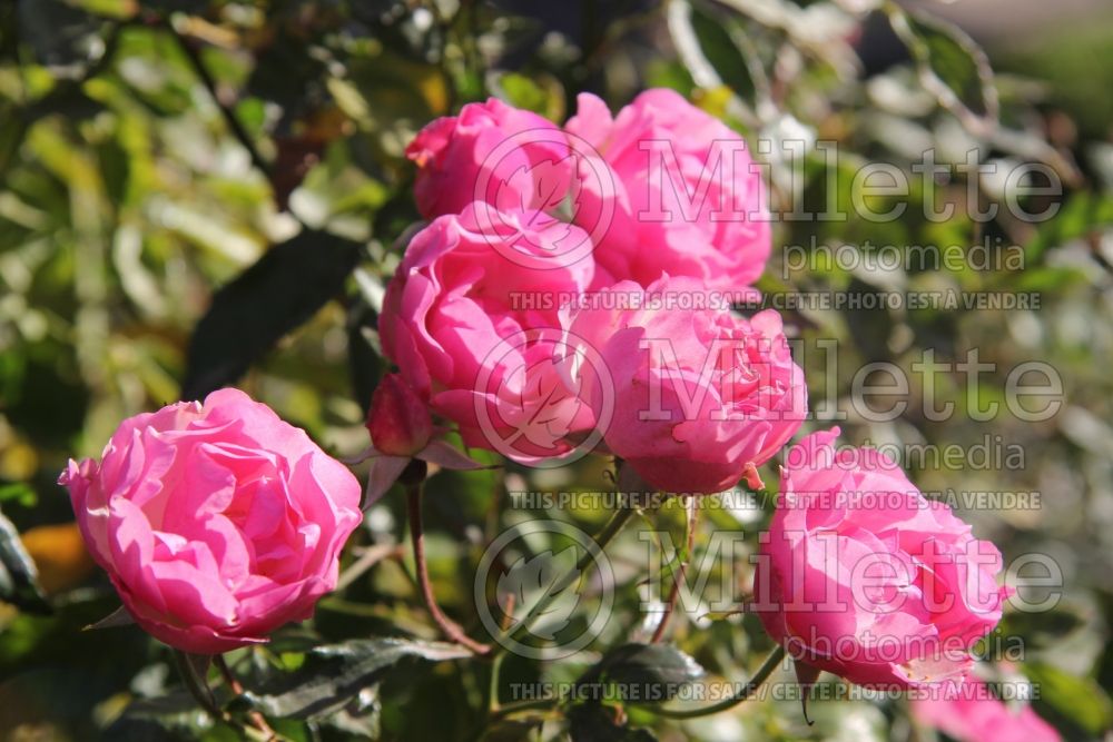 Rosa La Marne (Shrub Rose) 5 